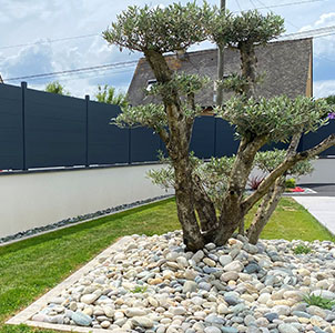 grand olivier installé à Vitré par Busson Paysagiste sur pelouse jardin maison avec galets